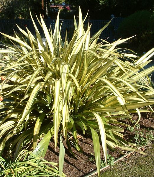 Phormium tenax 'Wings of Gold'